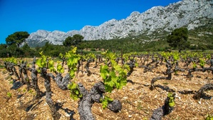 Les vins de la Sainte-Victoire, classés premier cru des côtes de Provence. Les vins de la Sainte-Victoire, classés premier cru des côtes de Provence.
