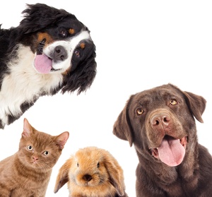 Une carte "Urgence animal" lancée à Fuveau Une carte "Urgence animal" lancée à Fuveau