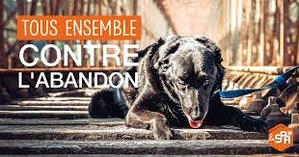 « Tu n’abandonnes jamais » : la déclaration d’amour bouleversante de la SPA « Tu n’abandonnes jamais » : la déclaration d’amour bouleversante de la SPA