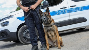 Le Luc : Dominique Lain répond aux critiques de Pascal Verrelle et annonce l’arrivée d’une brigade cynophile Le Luc : Dominique Lain répond aux critiques de Pascal Verrelle et annonce l’arrivée d’une brigade cynophile