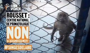 Rousset : le CNRS veut tripler le nombre de singes pour l’expérimentation animale, les défenseurs des animaux continuent la mobilisation.
