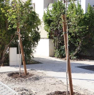 Simiane-Collongue plante 1 000 arbres pour renforcer sa politique environnementale