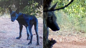 Fédération départementale des chasseurs du Var