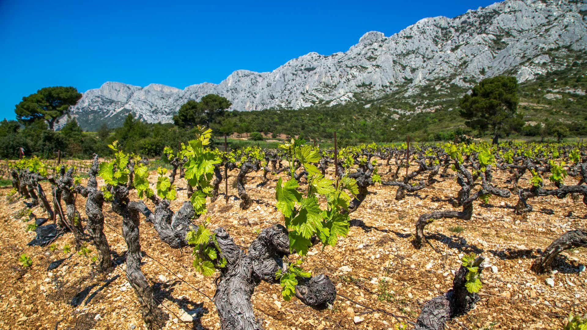 Les vins de la Sainte-Victoire, classés premier cru des côtes de Provence. Les vins de la Sainte-Victoire, classés premier cru des côtes de Provence.