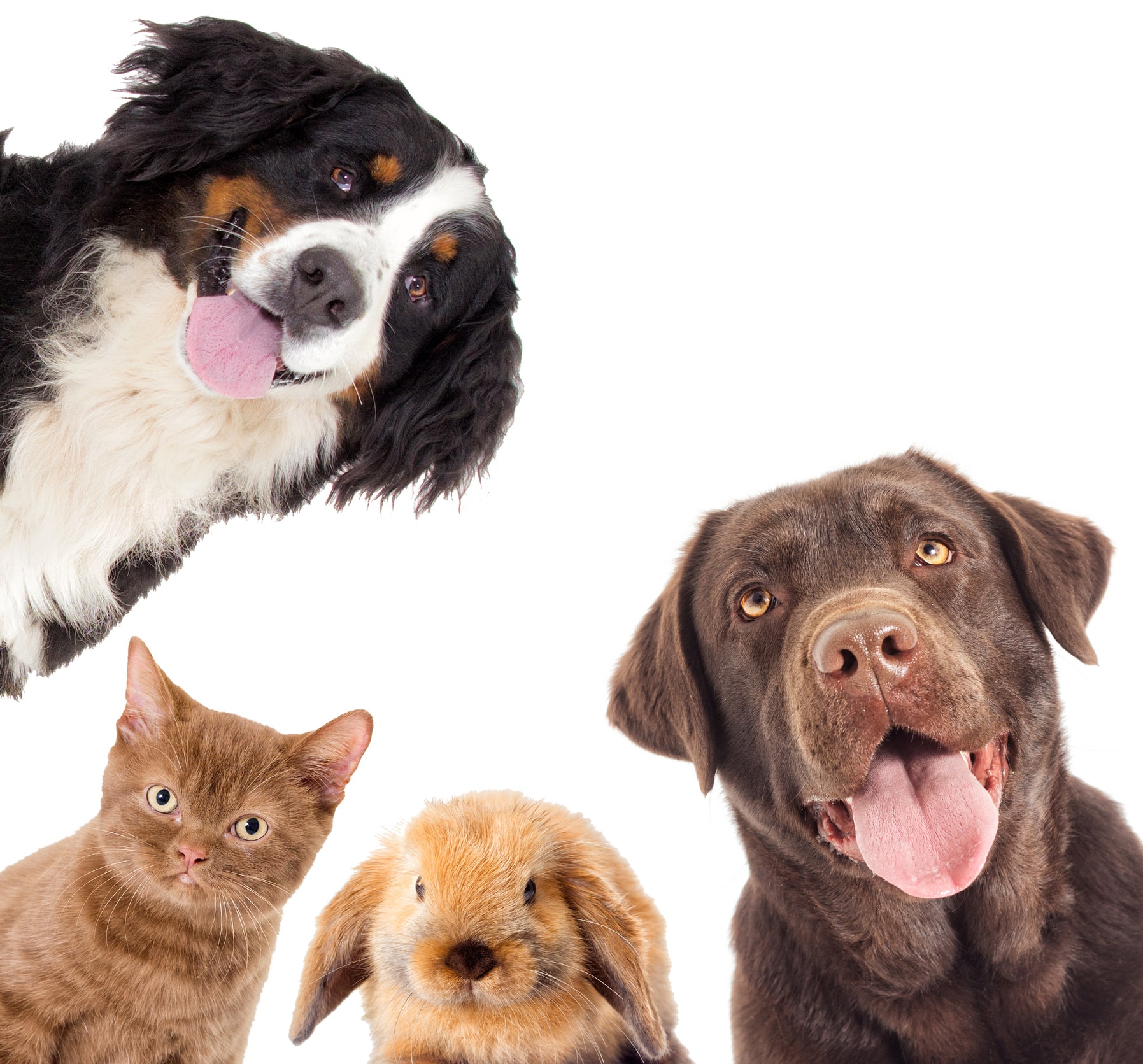 Une carte "Urgence animal" lancée à Fuveau
