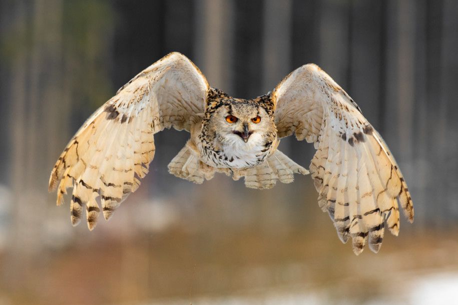 Les pompiers sauvent un hibou grand-duc sur le site de la FDJ de Vitrolles.