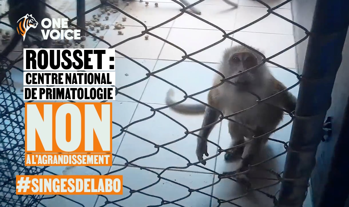 Rousset : le CNRS veut tripler le nombre de singes pour l’expérimentation animale, les défenseurs des animaux continuent la mobilisation.