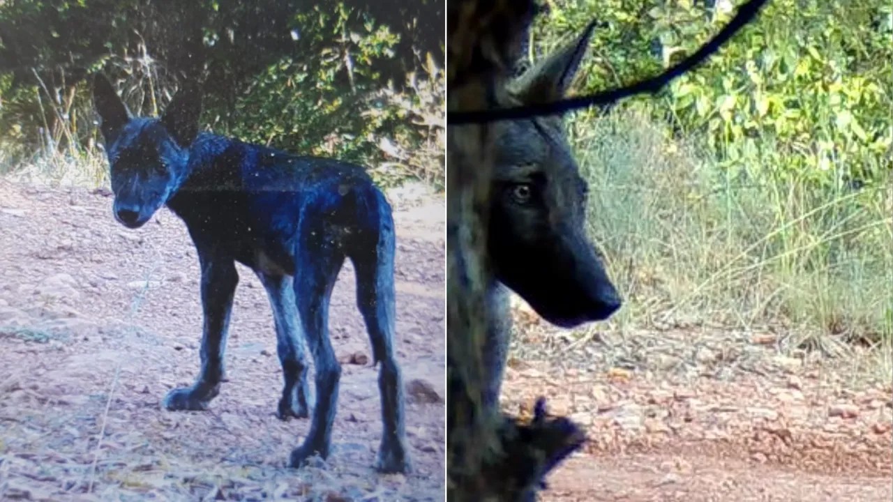 Fédération départementale des chasseurs du Var