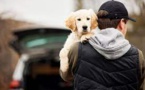 Les vols de chiens se multiplient Les vols de chiens se multiplient