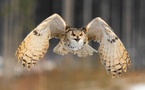 Les pompiers sauvent un hibou grand-duc sur le site de la FDJ de Vitrolles.