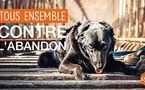 « Tu n’abandonnes jamais » : la déclaration d’amour bouleversante de la SPA
