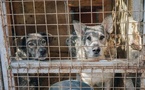 Maltraitance animale : la responsable d’un refuge au Luc condamnée à six mois de sursis probatoire
