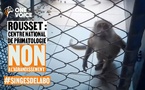 Rousset : le CNRS veut tripler le nombre de singes pour l’expérimentation animale, les défenseurs des animaux continuent la mobilisation.